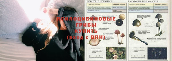 сатива Инта